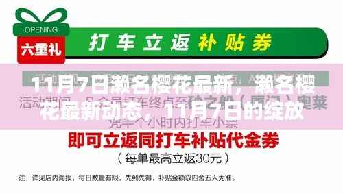 濑名樱花最新动态,11月7日的绽放与探索之旅