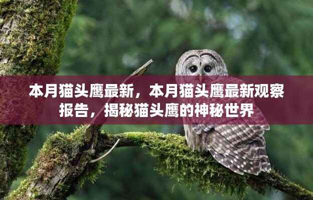 揭秘猫头鹰神秘世界的最新观察报告,本月猫头鹰最新动态观察报告