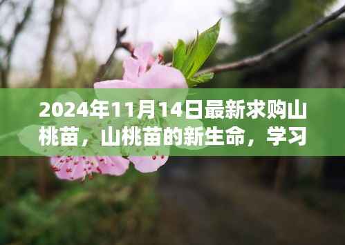 山桃苗新生命启航,播种自信与成就的种子学习之旅(最新求购信息)