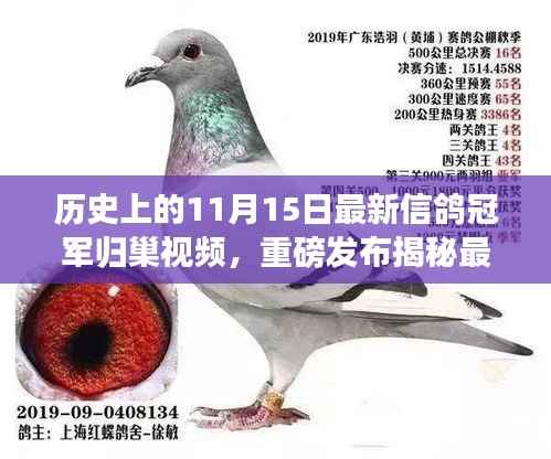 揭秘最新信鸽冠军归巢科技奇迹,前沿功能与科技魅力的完美结合视频发布!