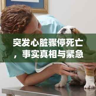突发心脏骤停死亡，事实真相与紧急应对措施解析