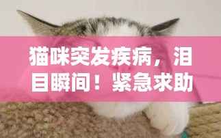 猫咪突发疾病，泪目瞬间！紧急求助与护理指南