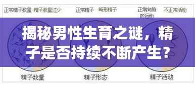 揭秘男性生育之谜,精子是否持续不断产生?