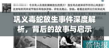 巩义毒蛇放生事件深度解析,背后的故事与启示