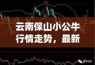 云南保山小公牛行情走势，最新牛价分析