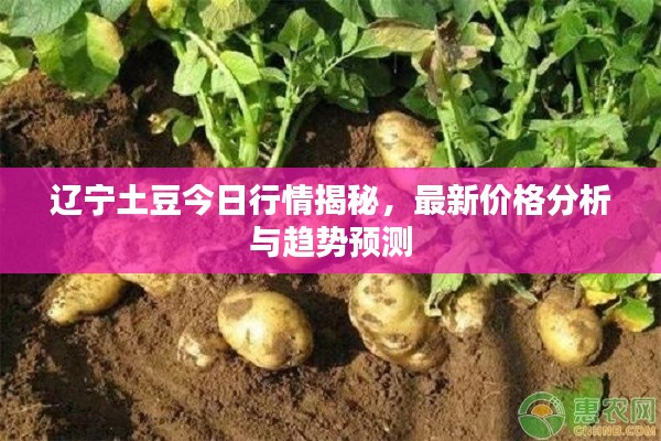 辽宁土豆今日行情揭秘,最新价格分析与趋势预测