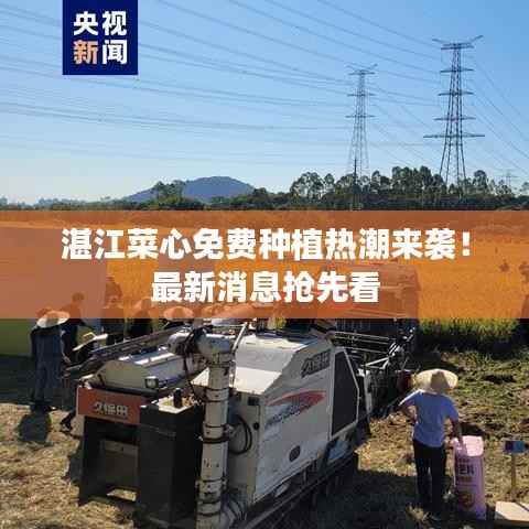 湛江菜心免费种植热潮来袭!最新消息抢先看