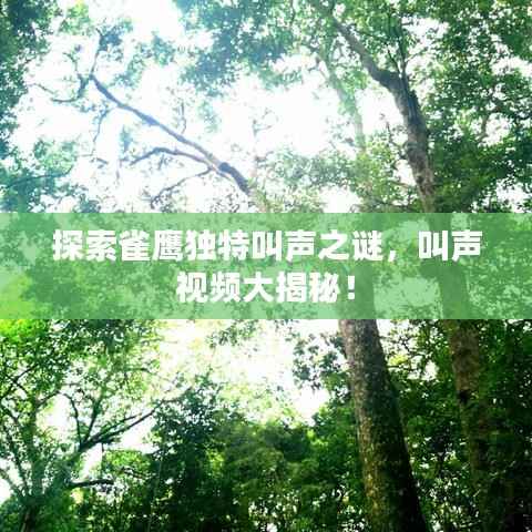 探索雀鹰独特叫声之谜,叫声视频大揭秘!