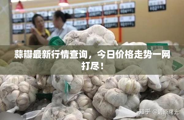 蒜瓣最新行情查询,今日价格走势一网打尽!