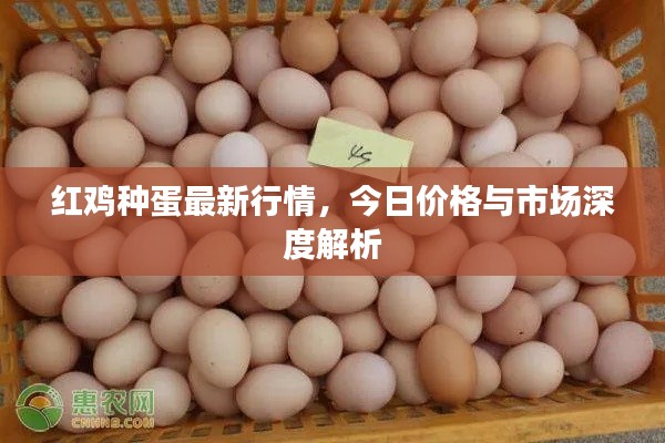 红鸡种蛋最新行情，今日价格与市场深度解析