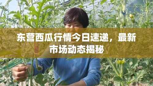 东营西瓜行情今日速递,最新市场动态揭秘