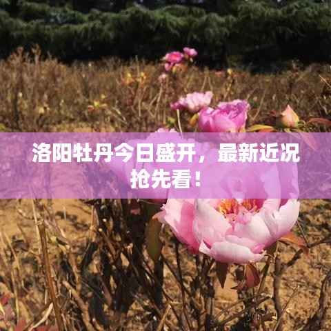 洛阳牡丹今日盛开,最新近况抢先看!