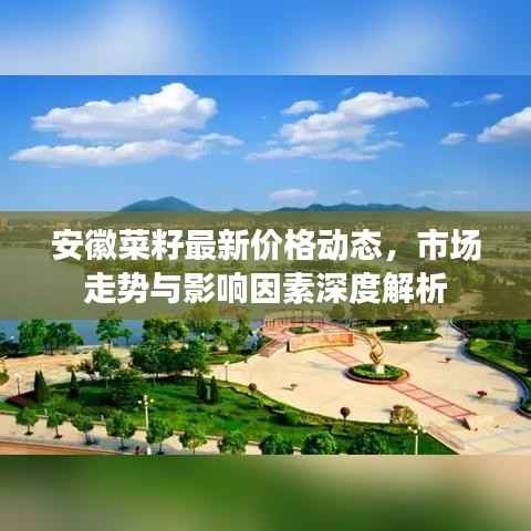 安徽菜籽最新价格动态，市场走势与影响因素深度解析