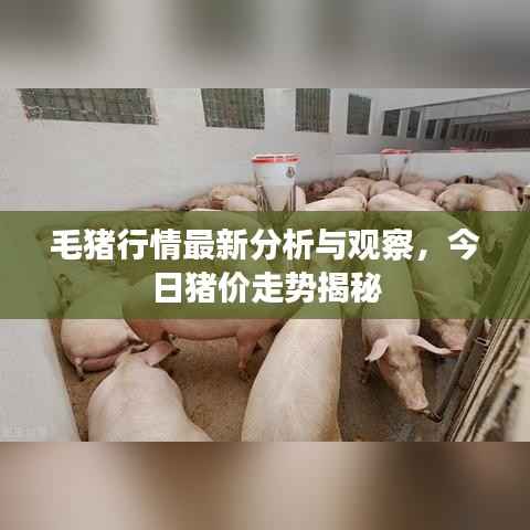 毛猪行情最新分析与观察,今日猪价走势揭秘