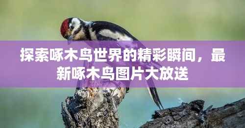 探索啄木鸟世界的精彩瞬间,最新啄木鸟图片大放送